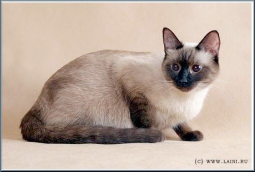 appleheaded shorthair Thai cat found in Russia today